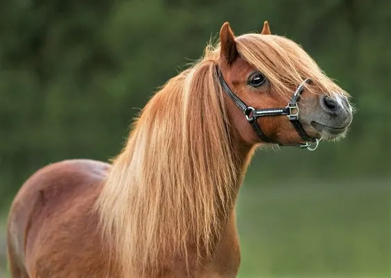 Beautiful-chestnut-pony